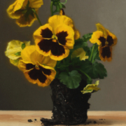 Yellow Pansies